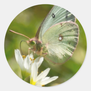 Sticker Rond Papillon Vert sur Fausse Ail Parure et Cadeaux