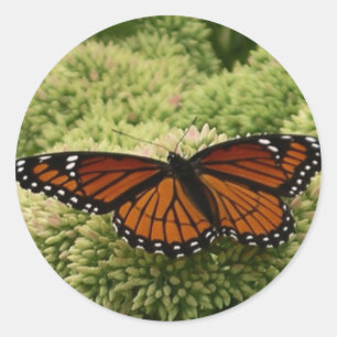 Sticker Rond Papillon Viceroy Belle photographie de la nature