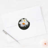Sticker Rond Pâquerette (Enveloppe)
