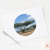 Sticker Rond Parapluie Thorn Acacia (Acacia tortilis), Mkuze (Enveloppe)