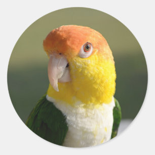 Sticker Rond Parrot caïque à ventre blanc mou