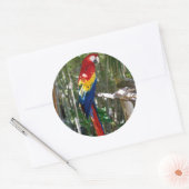 Sticker Rond Parrot Macaw à l'écarlate (Enveloppe)