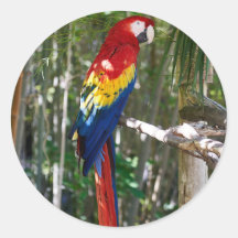 Parrot Macaw à l'écarlate