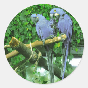 Sticker Rond Parrots jumeaux bleus