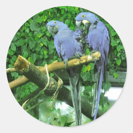 Sticker Rond Parrots jumeaux bleus (Devant)