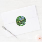 Sticker Rond Parrots jumeaux bleus (Enveloppe)