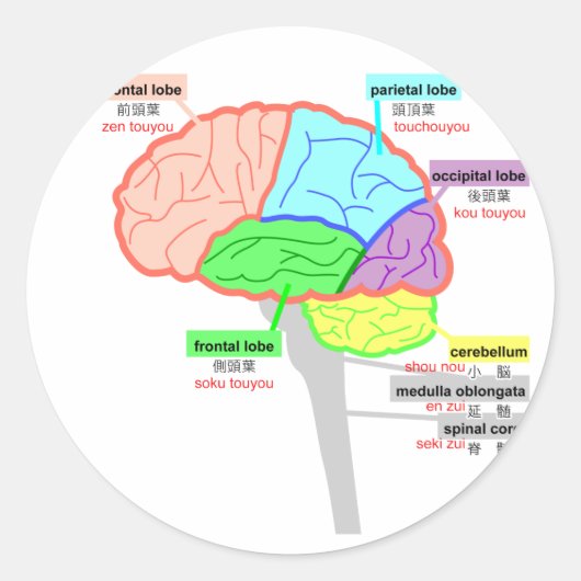 Sticker Rond parties simples du cerveau japonais (Devant)
