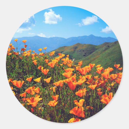 Sticker Rond Pavot californien recouvrant une colline (Devant)