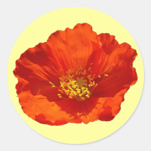 Sticker Rond Pavot rouge de l'Alaska Fleur colorée