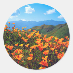 Sticker Rond Pavots de Californie recouvrant un flanc de collin