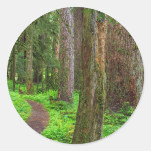 Sticker Rond Paysage de forêt ancienne