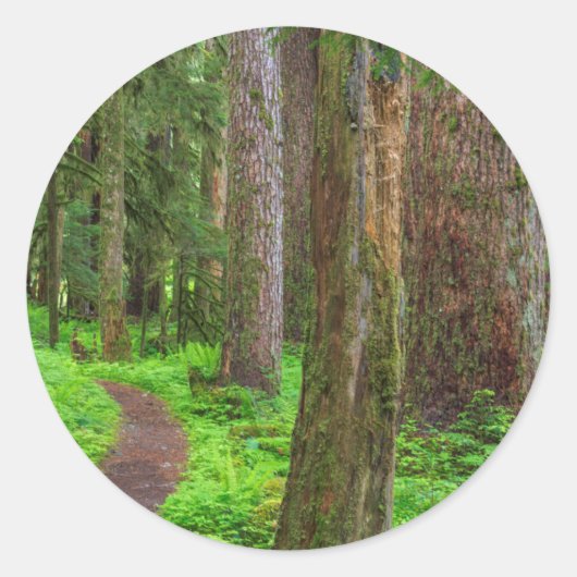 Sticker Rond Paysage de forêt ancienne (Devant)