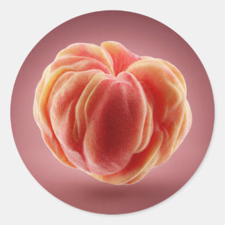 Sticker Rond Peach Peel Texture Premium Printable Label Design