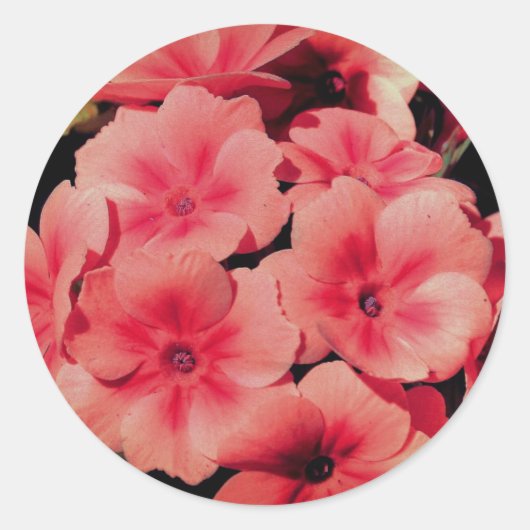 Sticker Rond Peach Primrose Flower Abstrait (Devant)