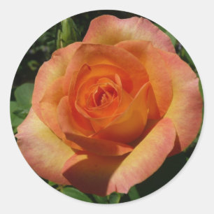 Sticker Rond Peach Rose Orange Floral Photographie