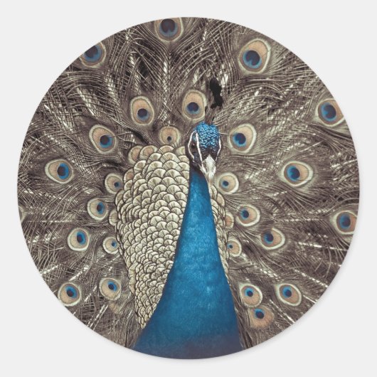 Sticker Rond Peacock bleu antique (Devant)