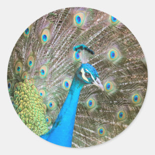 Sticker Rond Peacock Homme Oiseau avec plumes fanées - Faune