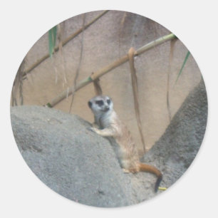 Sticker Rond Peerkat Meerkat