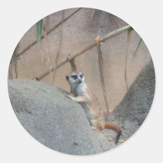 Sticker Rond Peerkat Meerkat (Devant)