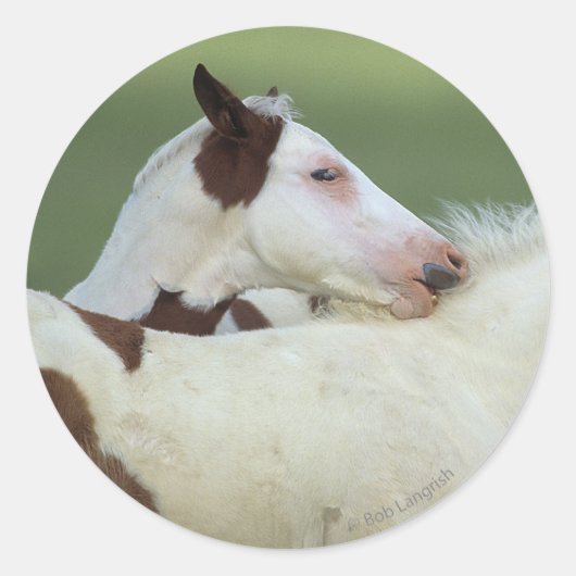 Sticker Rond Peindre Foals Jouer (Devant)