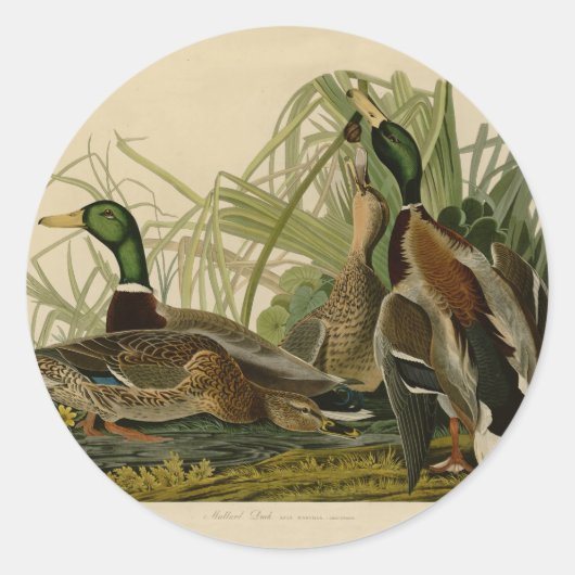 Sticker Rond Peinture d'oiseaux de Mallard Duck Audubon (Devant)