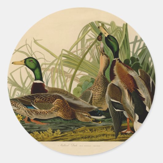 Sticker Rond Peinture d'oiseaux de Mallard Duck Audubon (Devant)