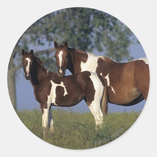 Sticker Rond Peinture HMare & Foal (Devant)