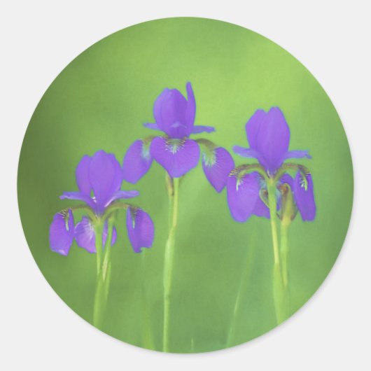Sticker Rond Peinture Iris Violet - Art Fleur Originale (Devant)