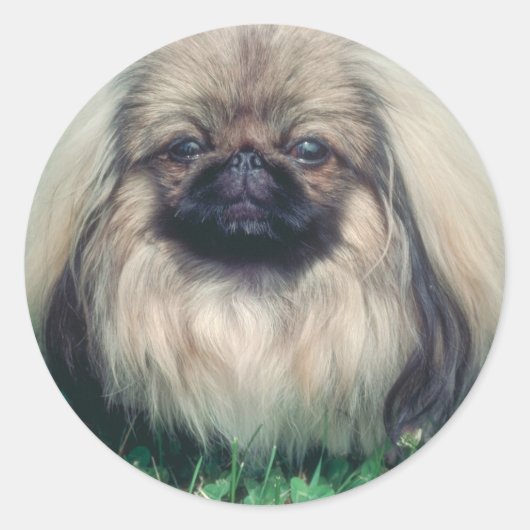 Sticker Rond Pekingese (Devant)