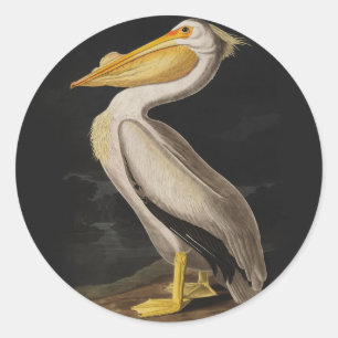 Sticker Rond Pélican blanc antique de John James Audubon côtier