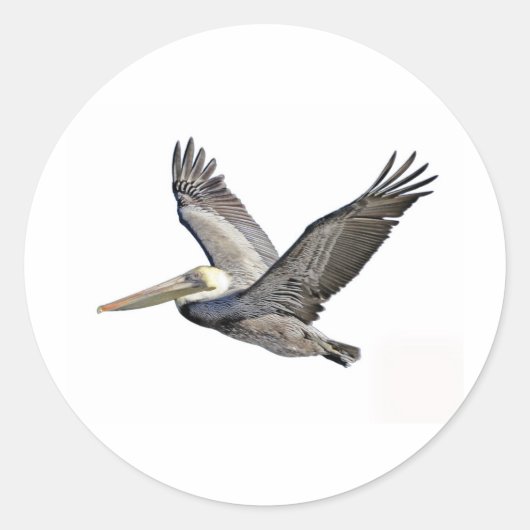 Sticker Rond Pélican clair (Devant)