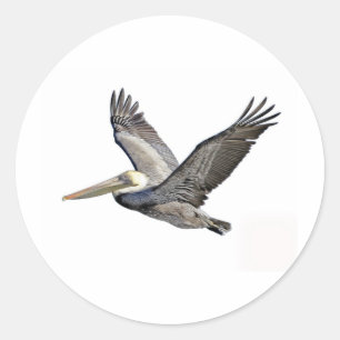 Sticker Rond Pélican clair