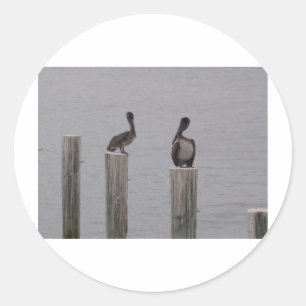 Sticker Rond Pélicans 3