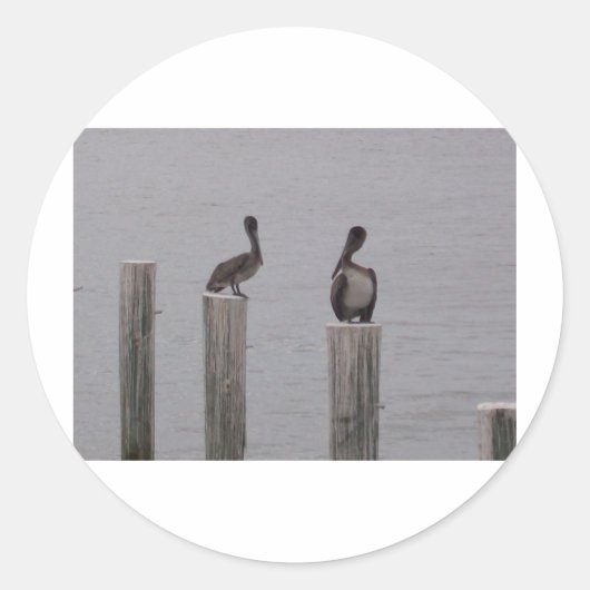 Sticker Rond Pélicans 3 (Devant)