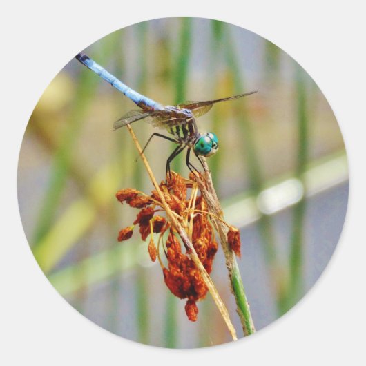 Sticker Rond Pelouse de berge et libellule (Devant)