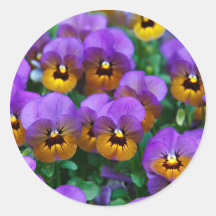 Sticker Rond Pensées violettes
