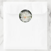 Sticker Rond peony gros plan Paeonia lactiflora (Sac)