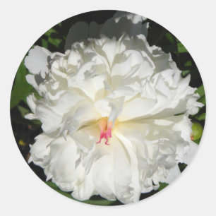 Sticker Rond peony gros plan Paeonia lactiflora