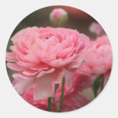 Sticker Rond Peony Rose Ranunculus Closeup (Devant)