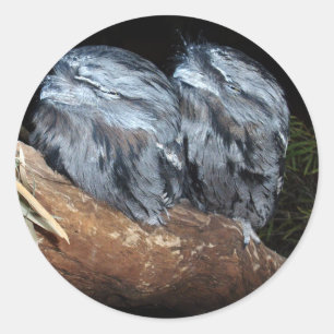 Sticker Rond "Perche rêveuse : Chouette Tawny Sleepy"