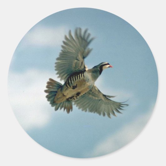 Sticker Rond Perdrix de Chukar en vol (Devant)