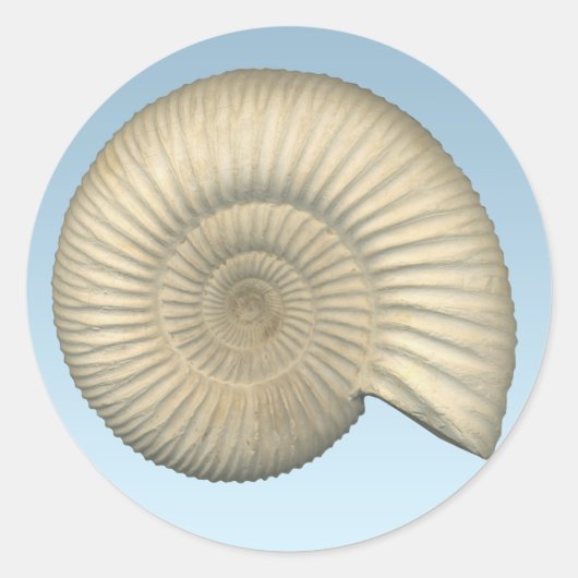 Sticker Rond Perisphinctes Ammonite (Devant)