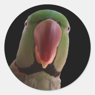 Sticker Rond Perroquet alexandrin