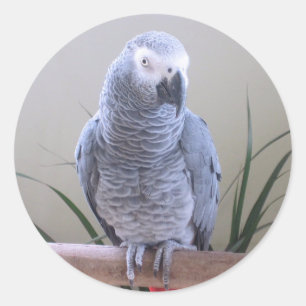 Sticker Rond Perroquet gris d'Afrique