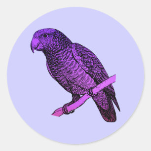 Sticker Rond Perroquet pourpre
