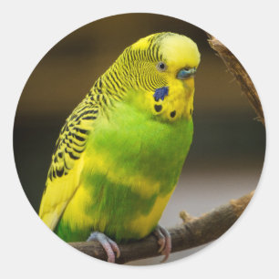 Sticker Rond Perruche Budgie anglaise personnalisée