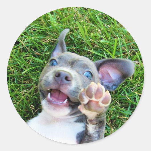 Sticker Rond Personnalisé Photo Chien Chien Chien Chien Chien F (Devant)