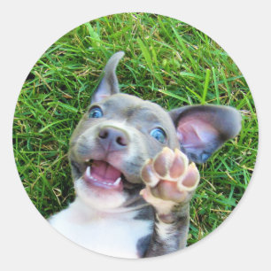Sticker Rond Personnalisé Photo Chien Chien Chien Chien Chien F