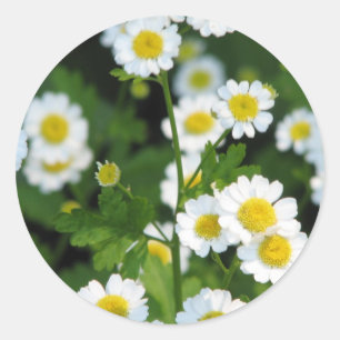 Sticker Rond Personnaliser