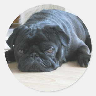 Sticker Rond Personnaliser le Carlin noir mignon Nom d'accessoi